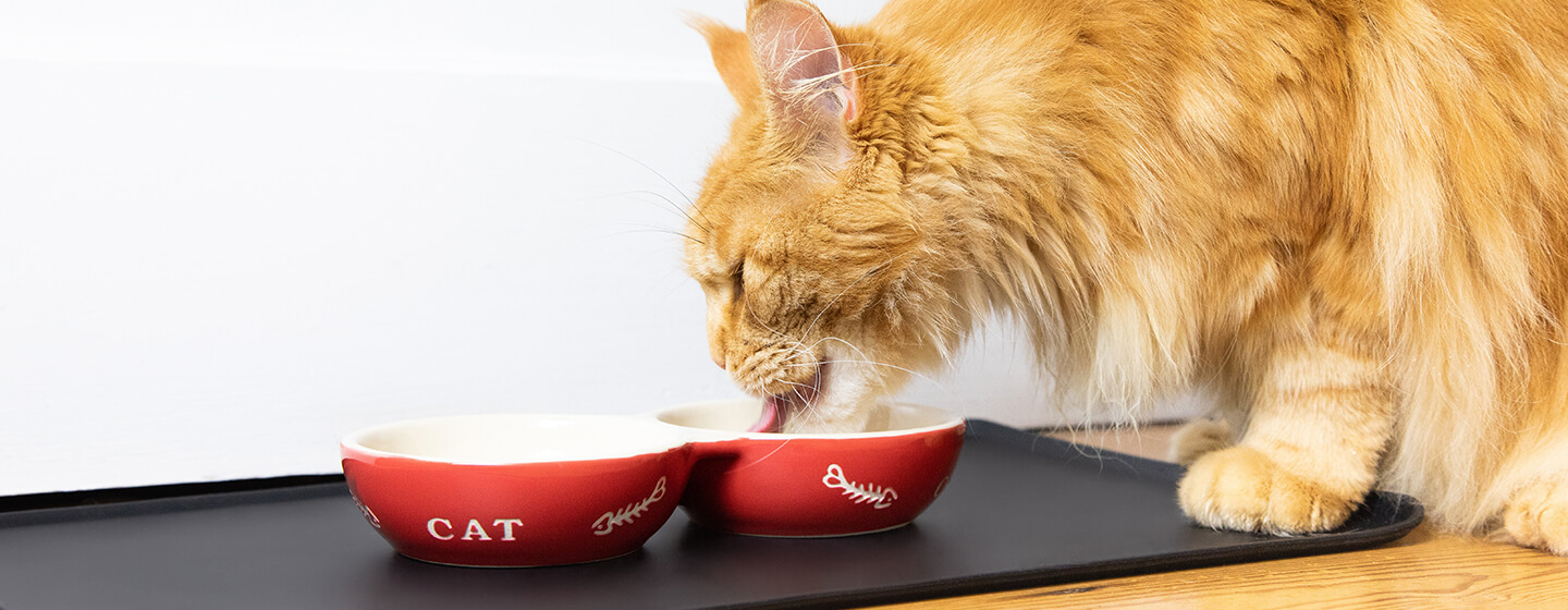 Eating cat sales food